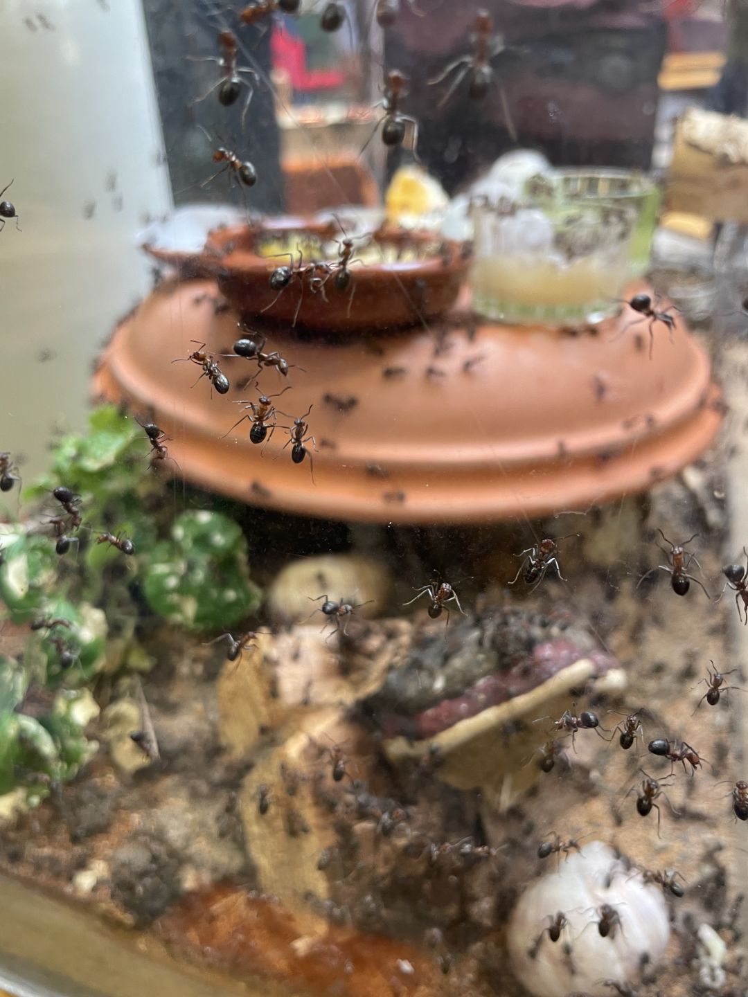 Die_rote_Waldameise